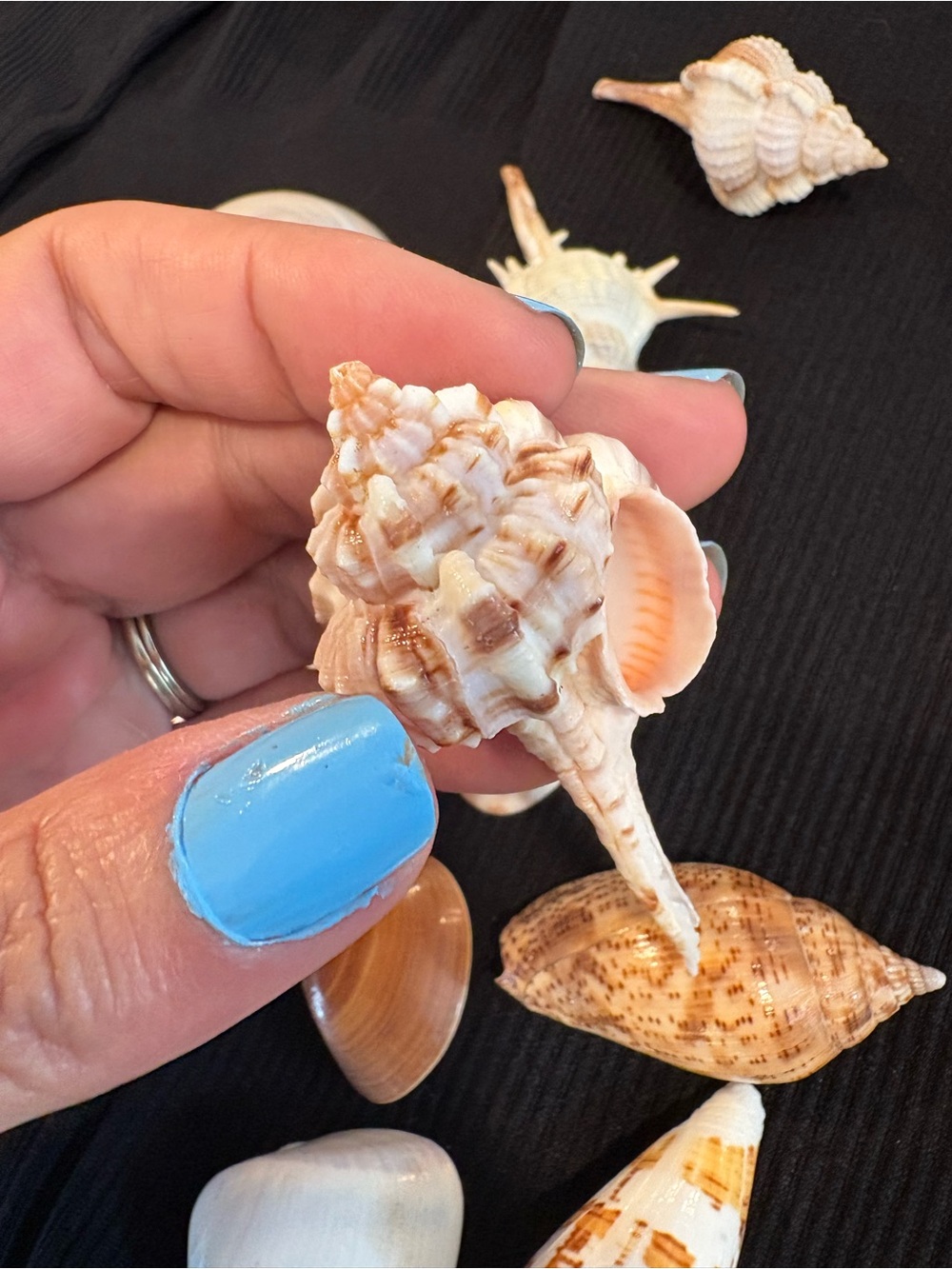 SEASHELLS ~ 🐚 Natural Seashell Collection Lot Set Real Shells! - Picture 15 of 16